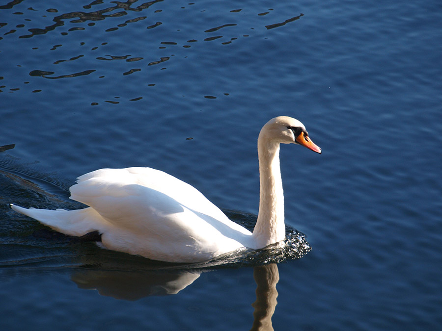 Schwan auf dem Hallstättersee